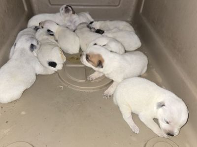 Heeler pups