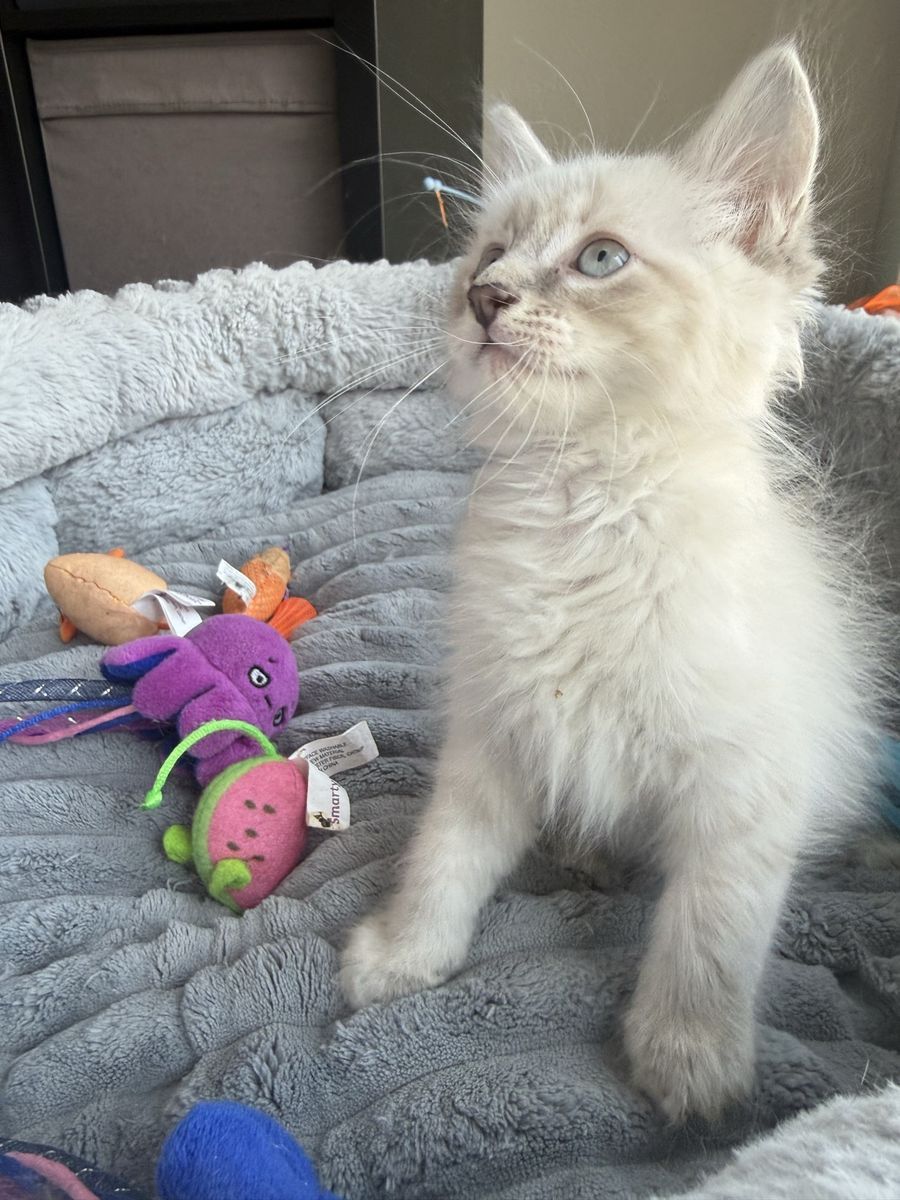 Ragdoll-Siamese mix kittens