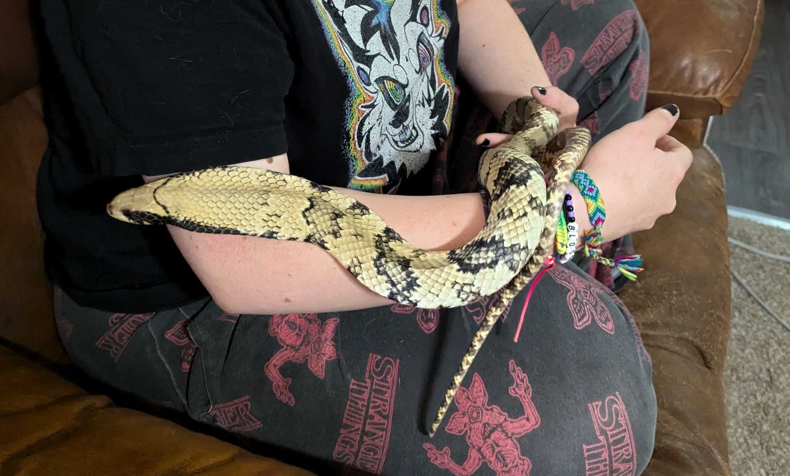 4 Year old Proven False Water Cobra Male