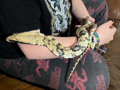 4 Year old Proven False Water Cobra Male