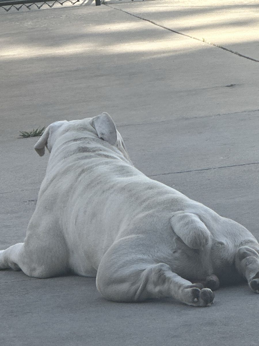 Old English Bulldog