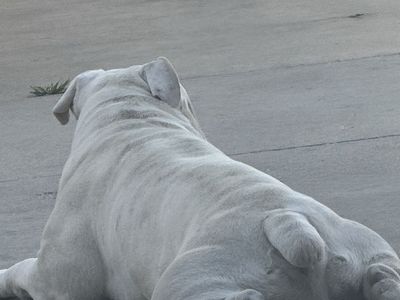 Old English Bulldog