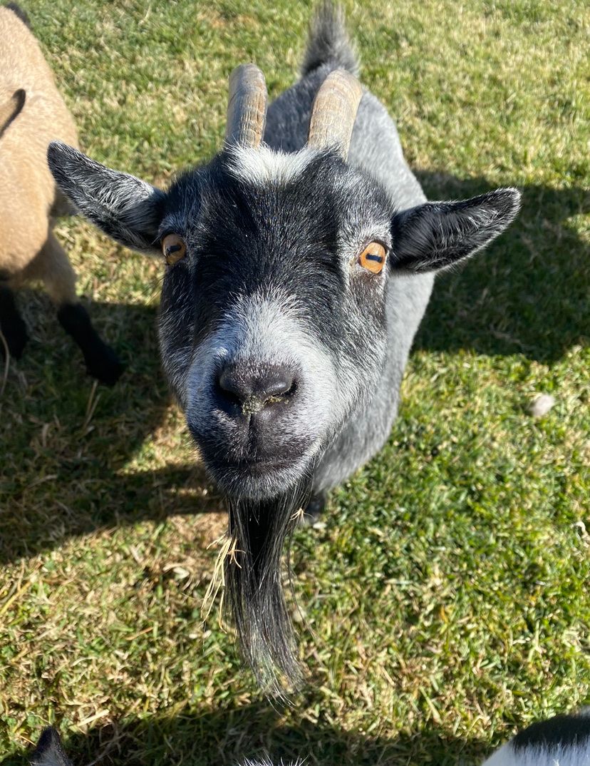 Female Pygmy/Nigerian dwarf  goat
