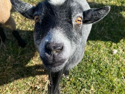 Female Pygmy/Nigerian dwarf goat