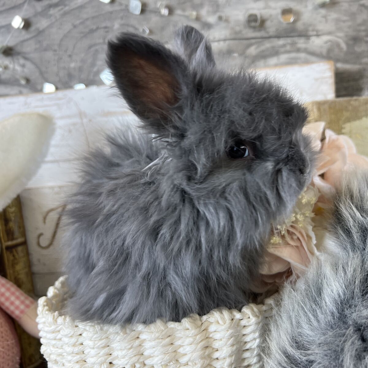 English Angora baby girl
