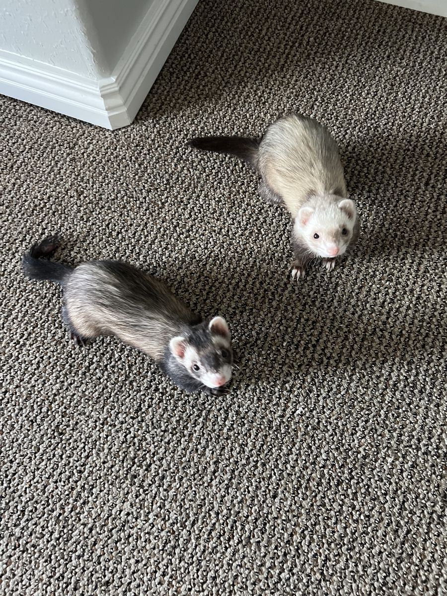 Two female ferrets brown with white color