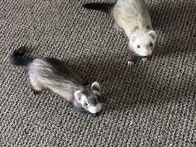 Two female ferrets brown with white color