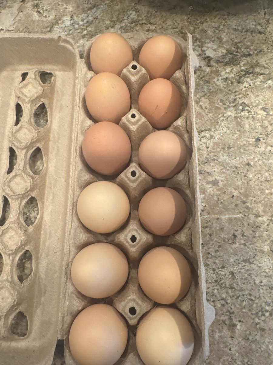 Dozen Fresh Eggs No Corn or Soy