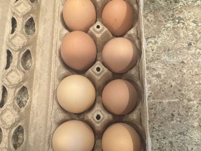 Dozen Fresh Eggs No Corn or Soy