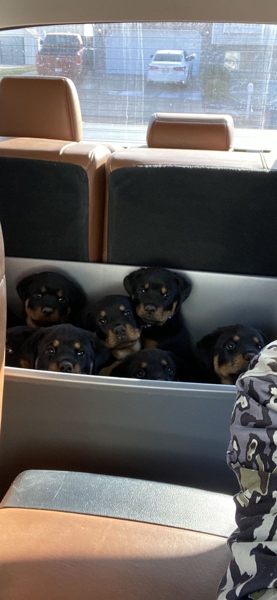 Rottweiller Puppies