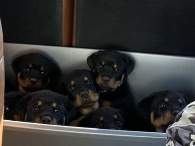 Rottweiller Puppies