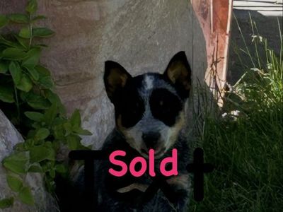 Blue Heeler Pups