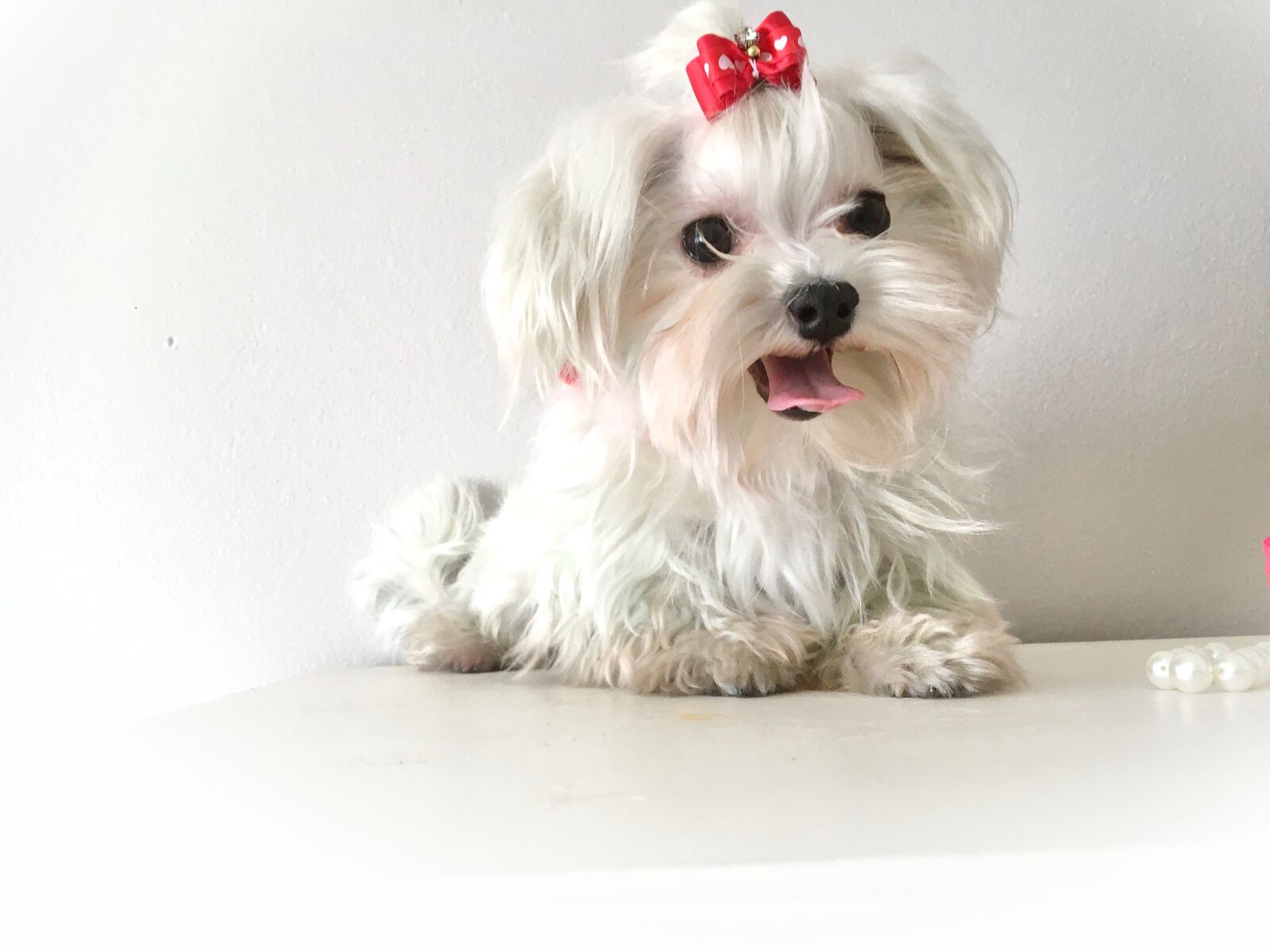 CKC maltese * Stud Service Only *