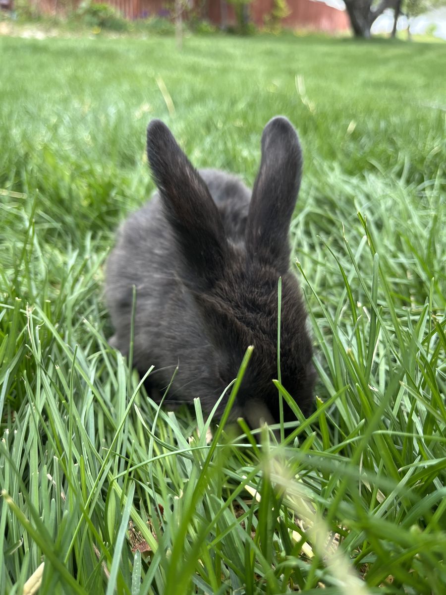 Holland Lop mix bunnies