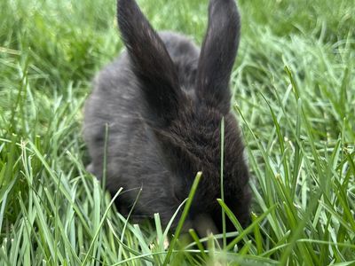 Holland Lop mix bunnies