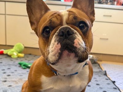 Hello my name is Birdie