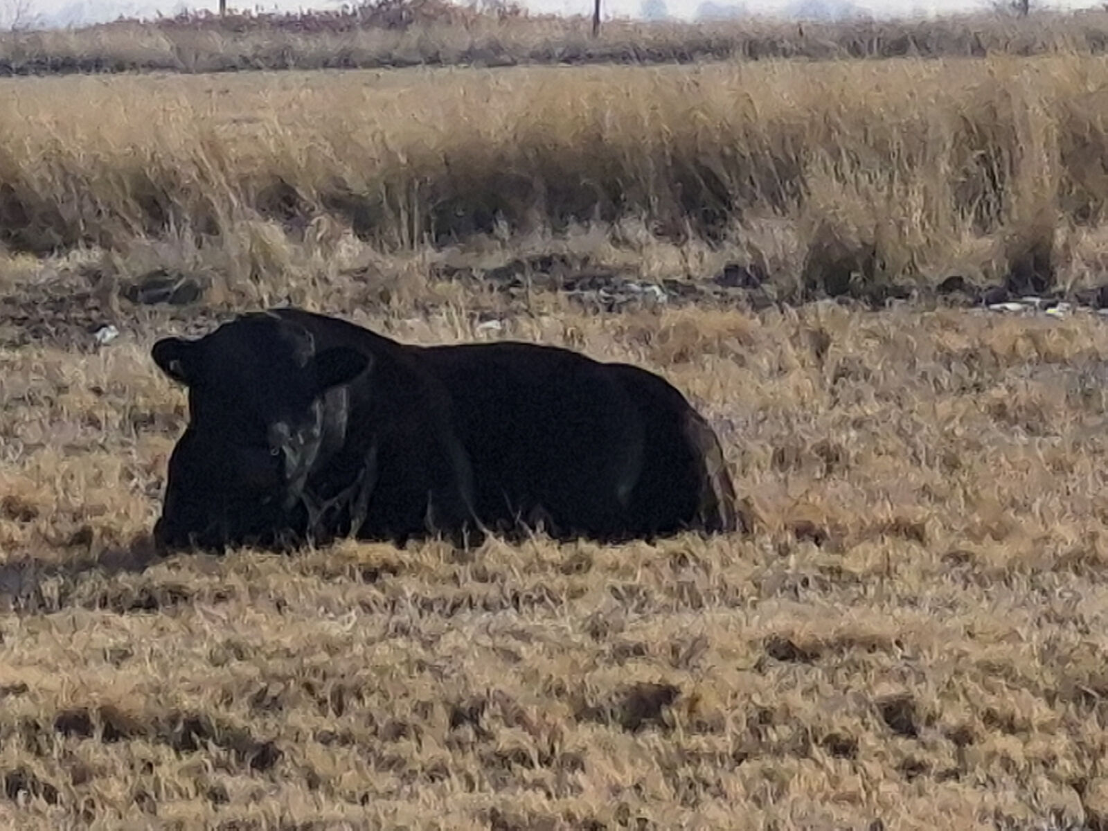 Registered Angus BULL
