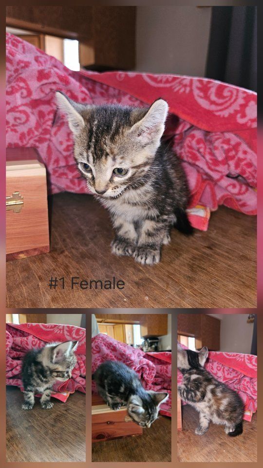 Kittens