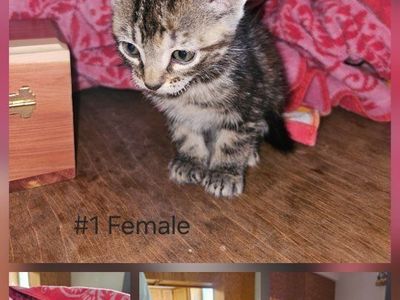 Kittens