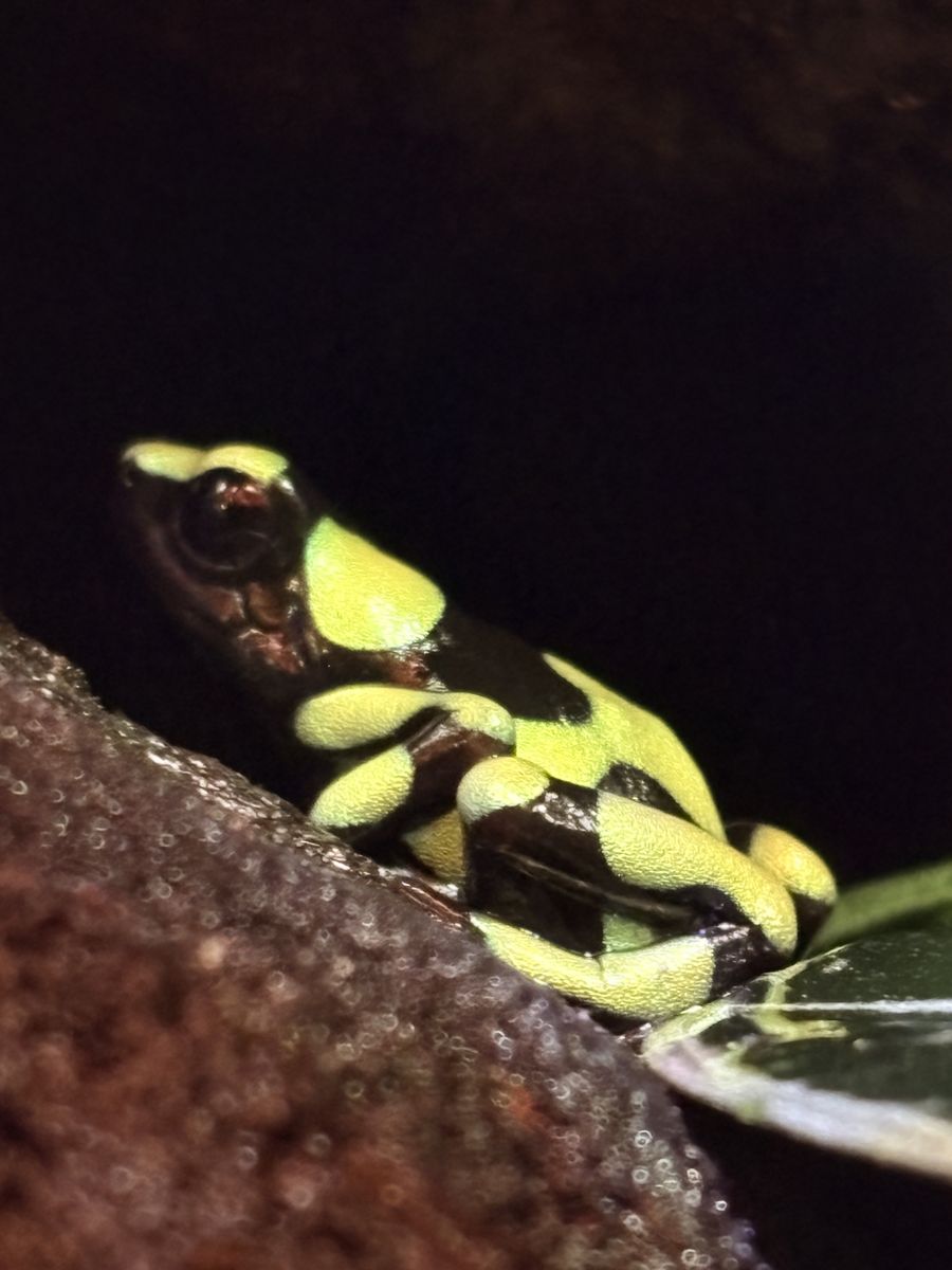 Dart Frog