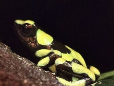 Dart Frog