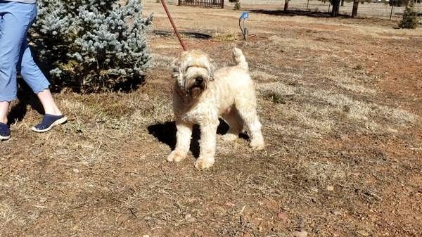 Wheaten terrier & Sheepadoodle