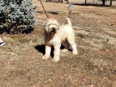 Wheaten terrier & Sheepadoodle