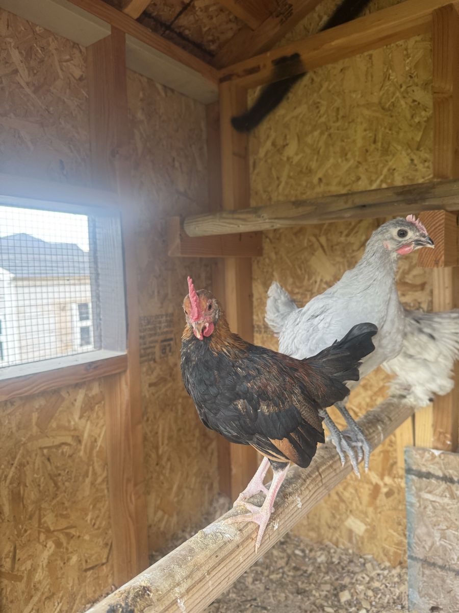 Free young Americauna rooster