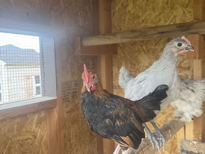 Free young Americauna rooster