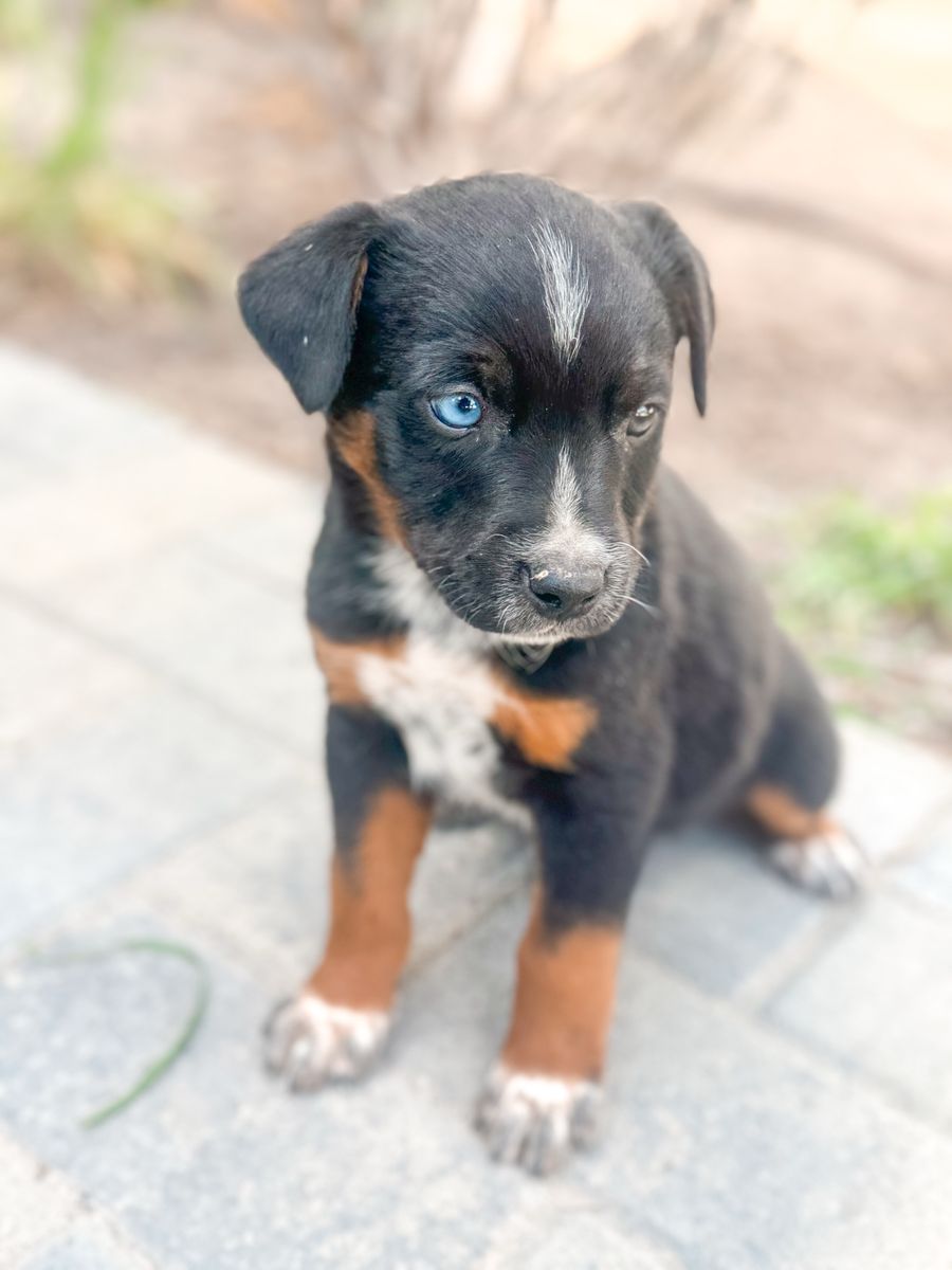 Pure Bred Mini Aussie/Blue Heeler Pups