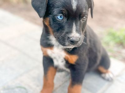Pure Bred Mini Aussie/Blue Heeler Pups