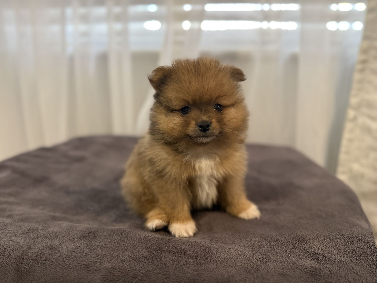 Male AKC Pomeranian Puppy