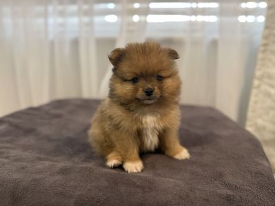 Male AKC Pomeranian Puppy