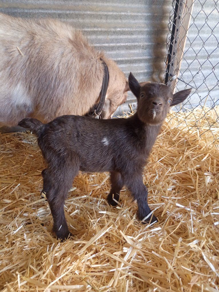 ADGA Nigerian Dwarf Buckling