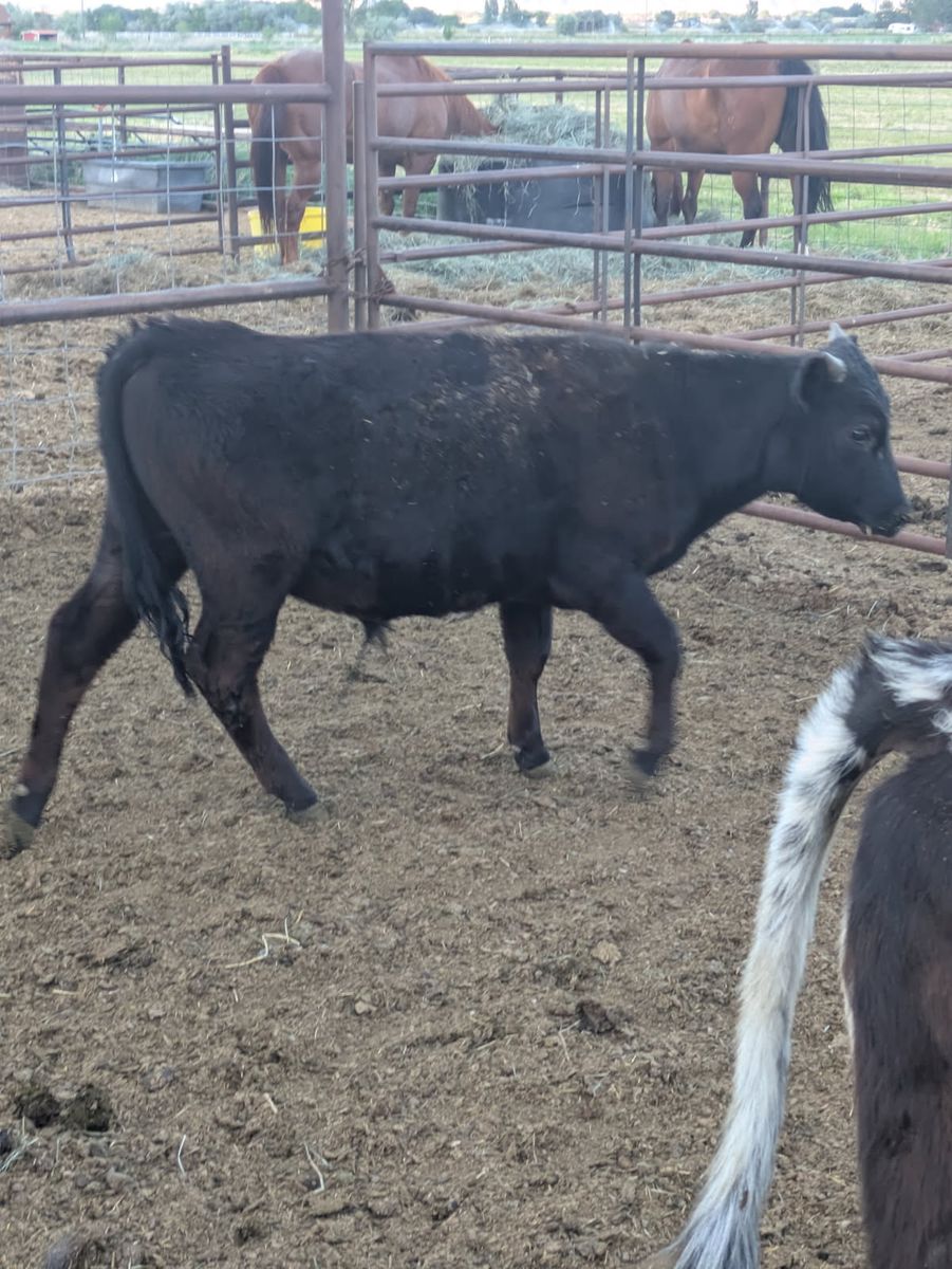 For Sale Corrientes Beef Steers