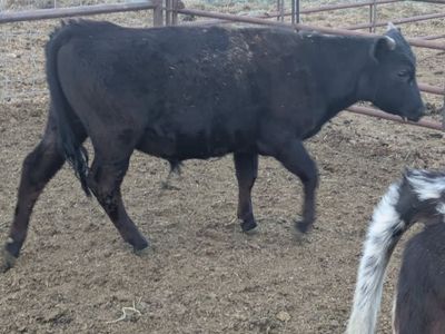 For Sale Corrientes Beef Steers