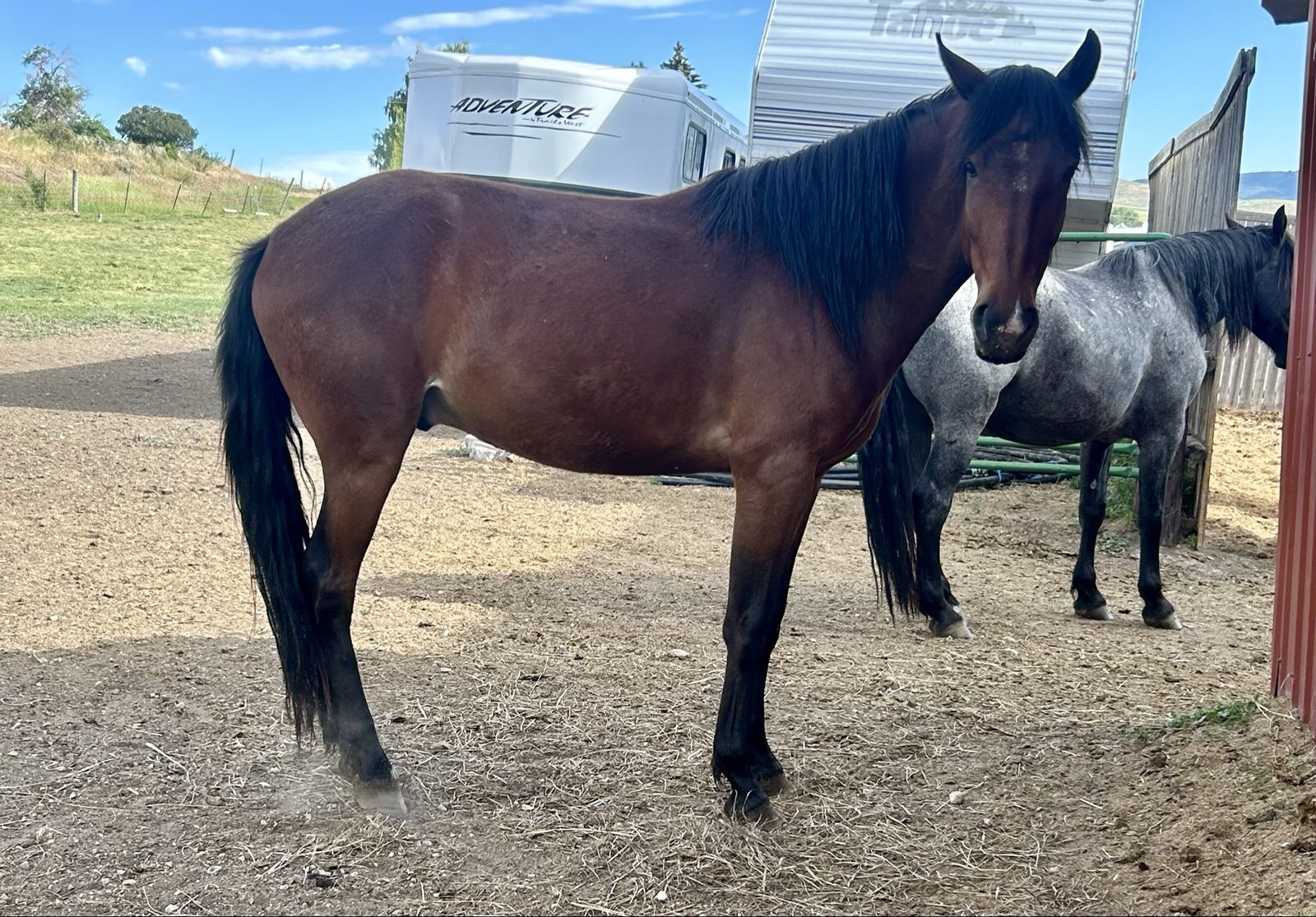 Bay Grade Gelding