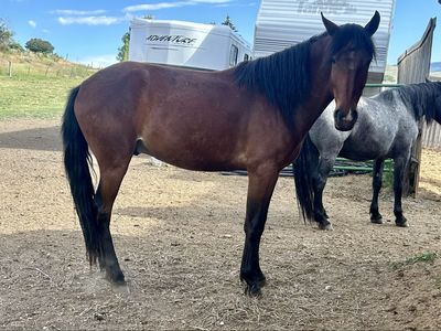Bay Grade Gelding