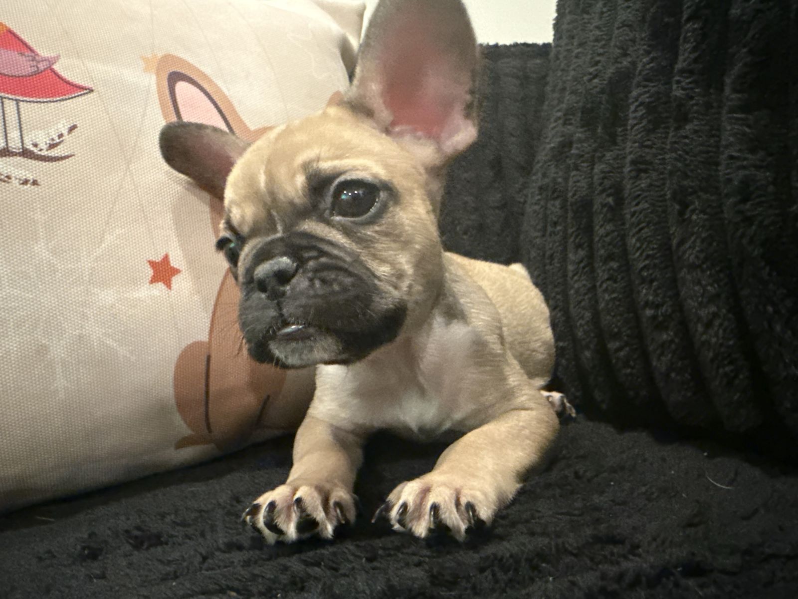 Male French Bulldog