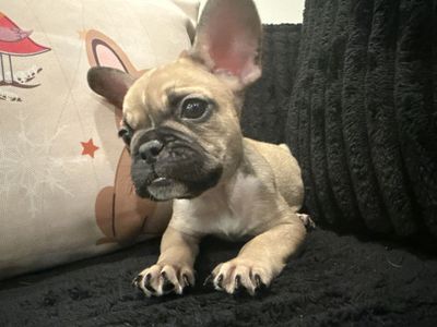 Male French Bulldog