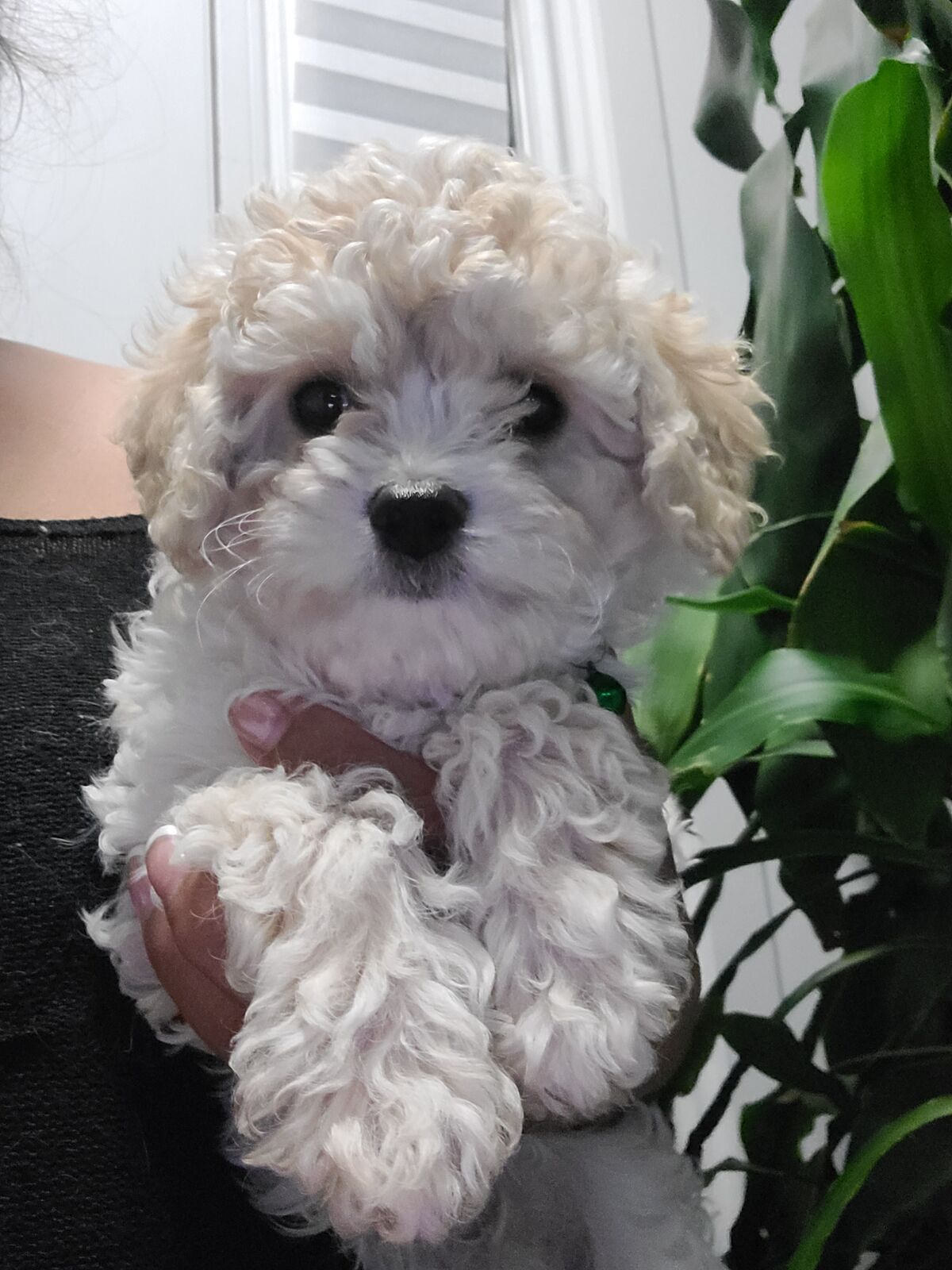 Proven mini cavapoo studs