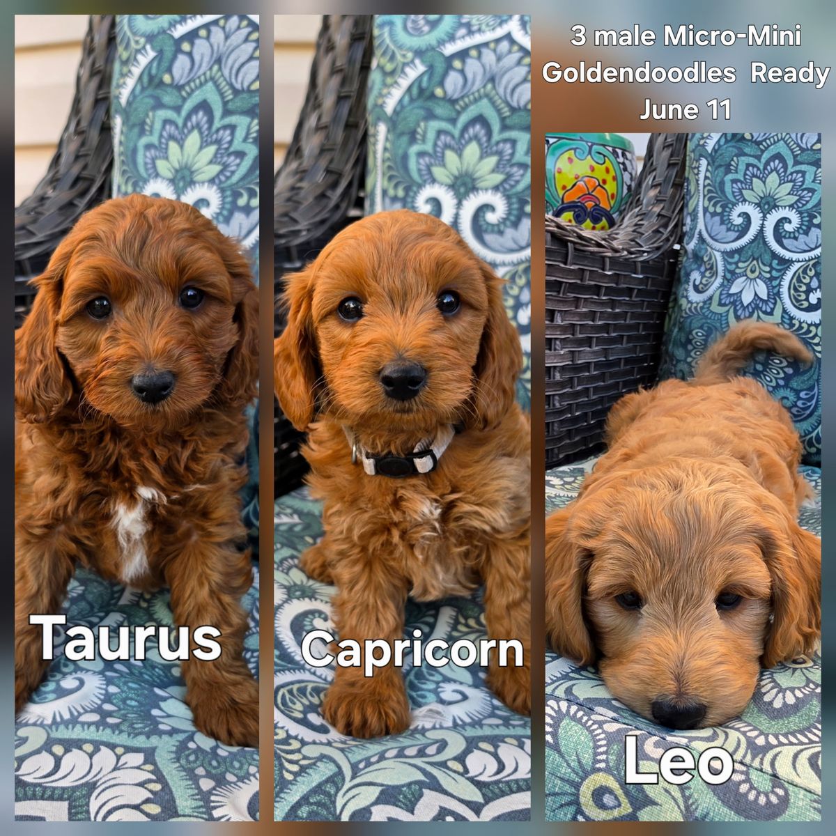 Micro-Mini F1bb Goldendoodle Puppies