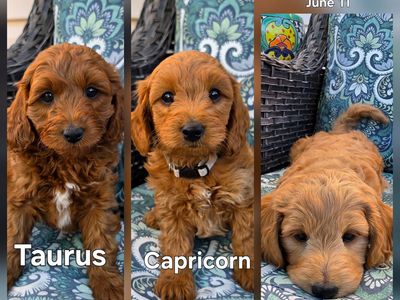 Micro-Mini F1bb Goldendoodle Puppies
