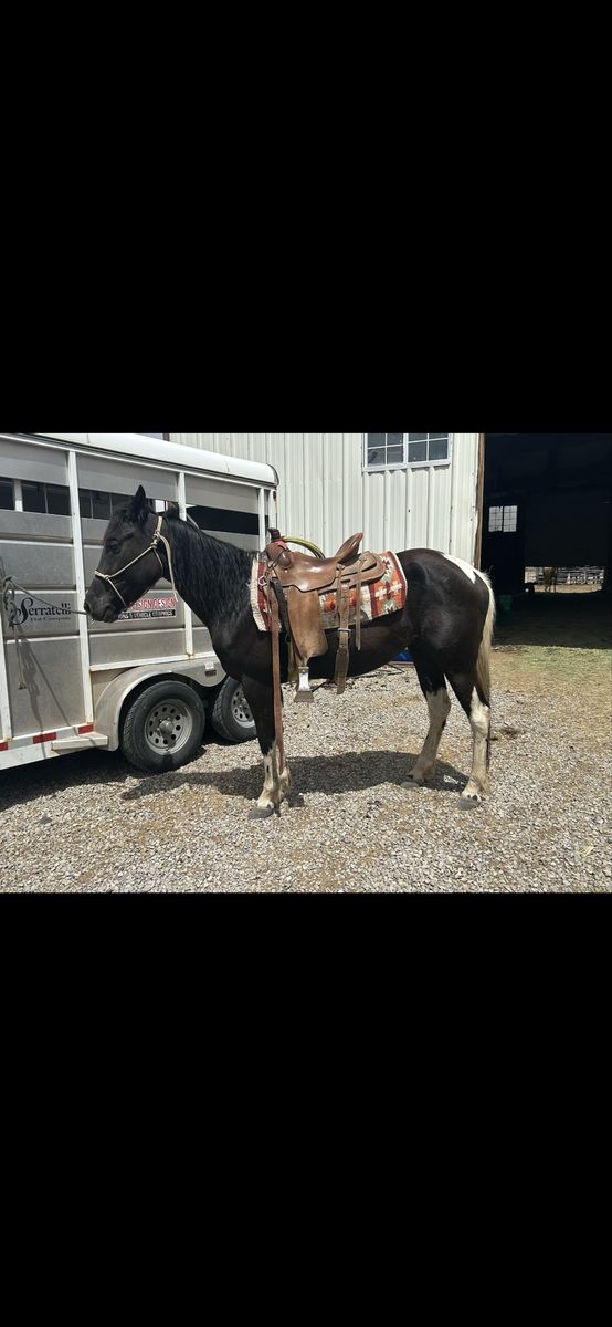7yr old grade paint mare