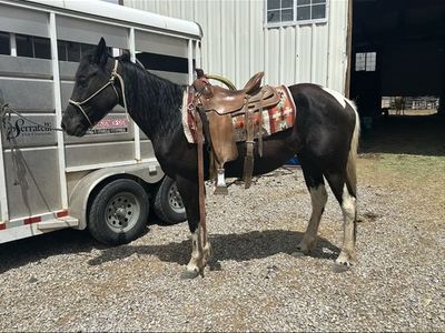 7yr old grade paint mare