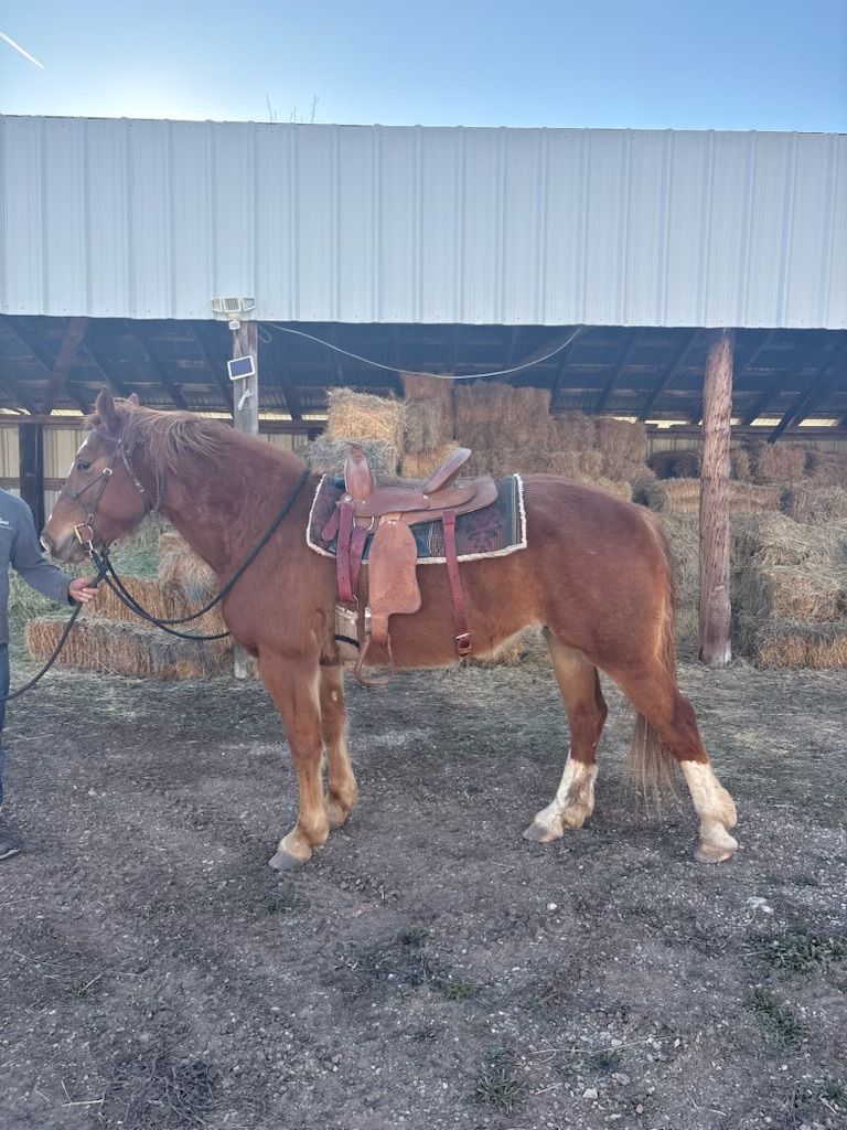 Almost 5 year old 1/2 draft philly