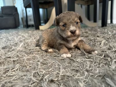 Adorable Yorkipoo Puppies - 4 Boys & 1 Girl - Hypoallergenic & Non-Shedding