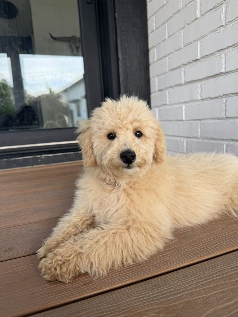 AKC trained Mini Poodle Boy