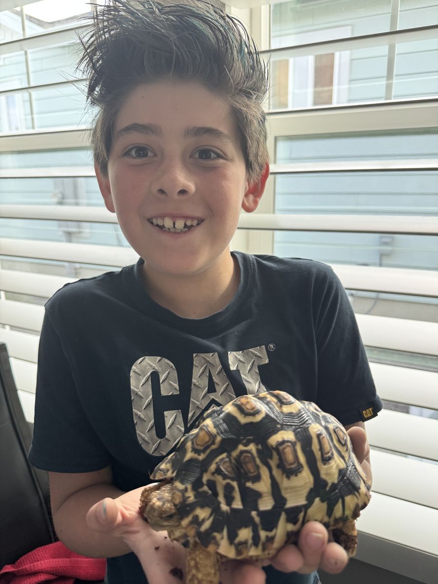 Leopard Tortoise