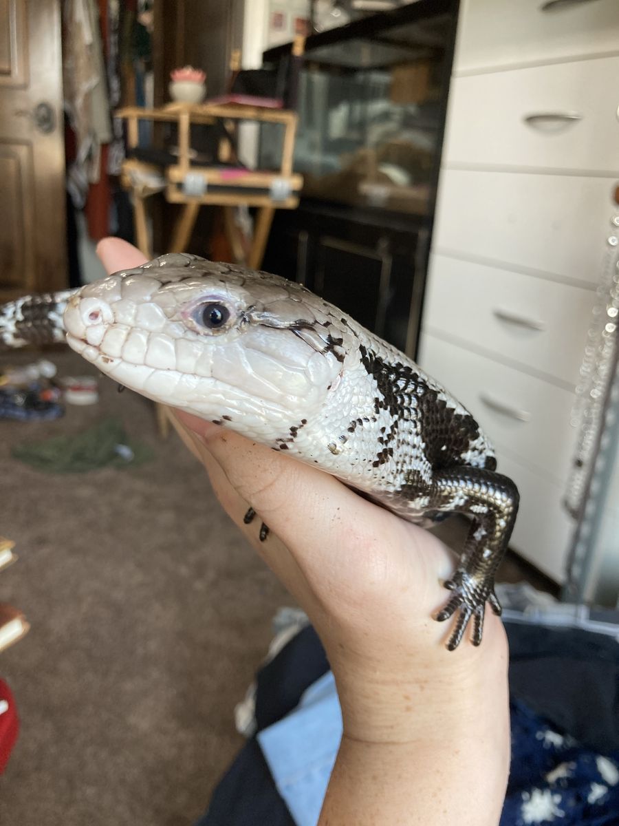 Blue-tongued skink with tank